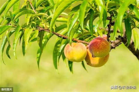 桃樹種子繁殖|如何種植桃樹：何時種植以及如何種植